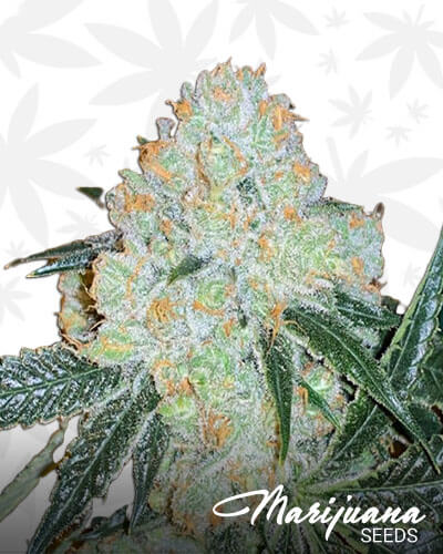 Hollywood Pure Kush
