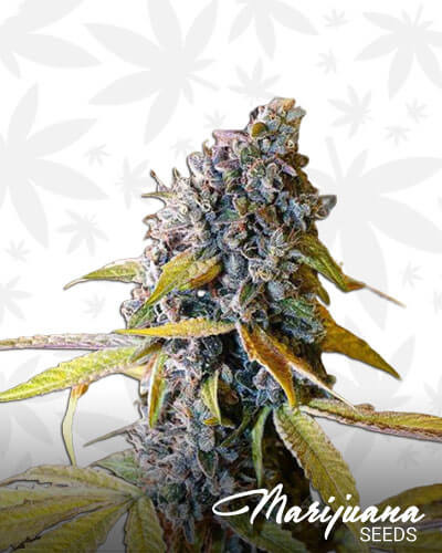 Holy Grail Kush