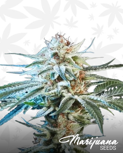 Honey Bananas