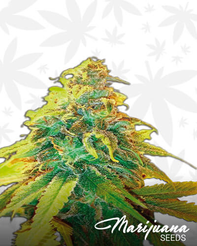 Honey Lemon Cheese