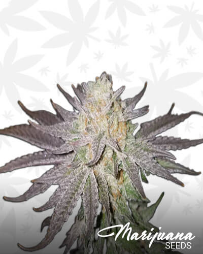 Huckleberry Cough