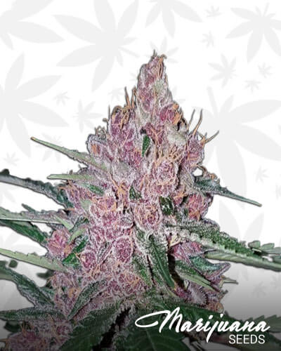 Huckleberry Soda