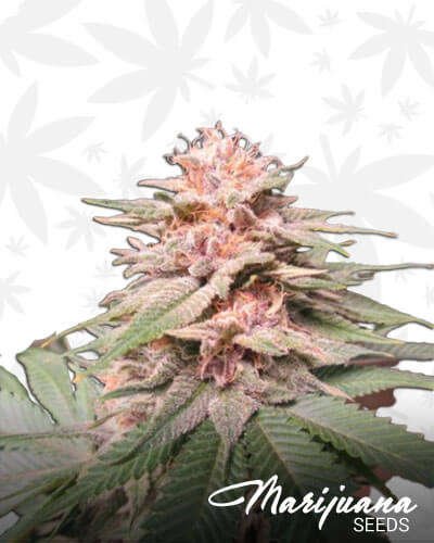 Huckleberry