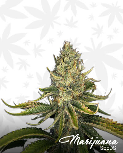 Humboldt Hawaiian