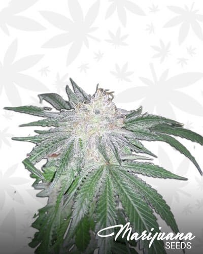 Humboldt Sour Diesel
