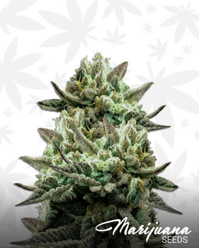 IG Kush