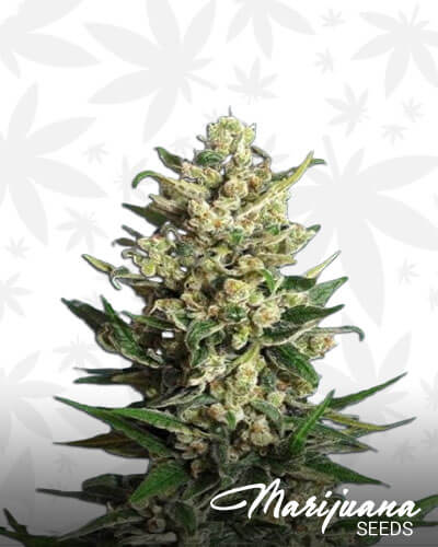 Ice Kush