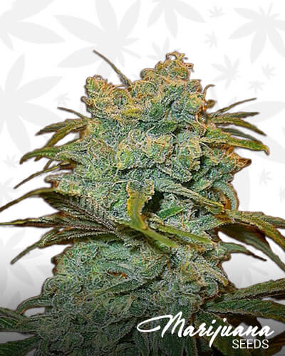 Ice Wreck