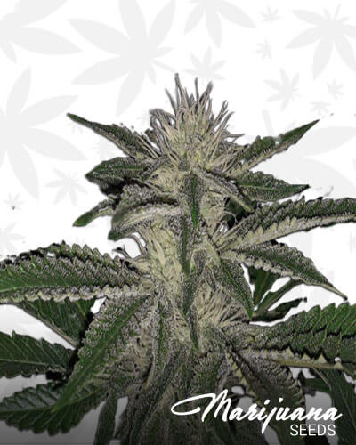 Irene OG