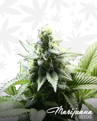Jack Frost