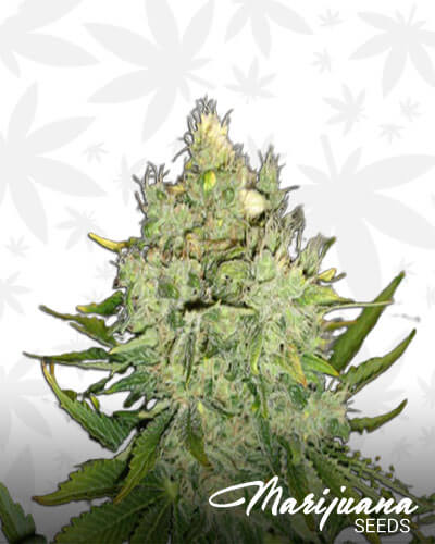 Jack Haze