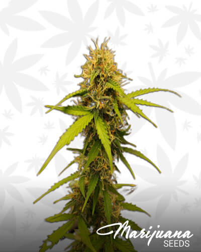 Jack Kush