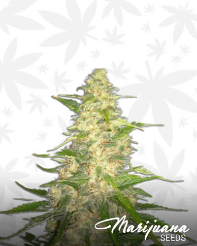 Jack Widow