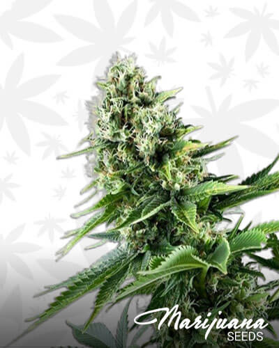 Jack’s Girl Strain