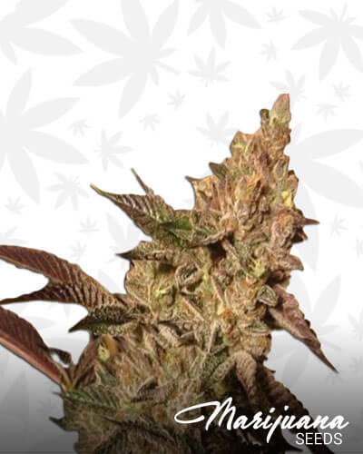 Jamba Juice Strain