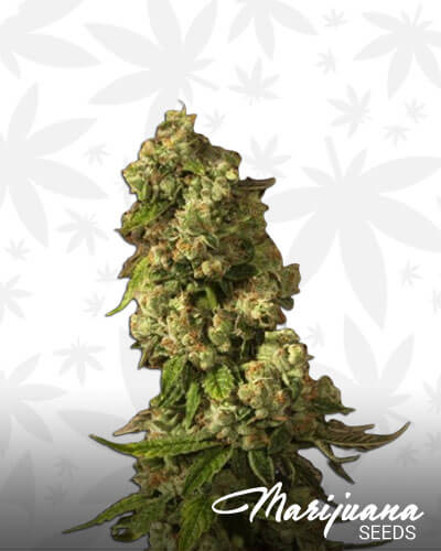 Jane Doe Strain