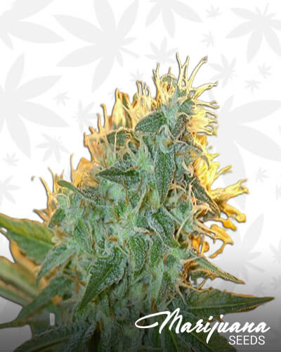 Jean Guy Strain