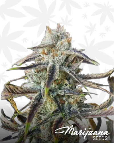 Jenny Kush Strain
