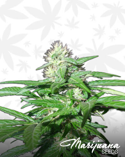 Jerusalem Express Strain