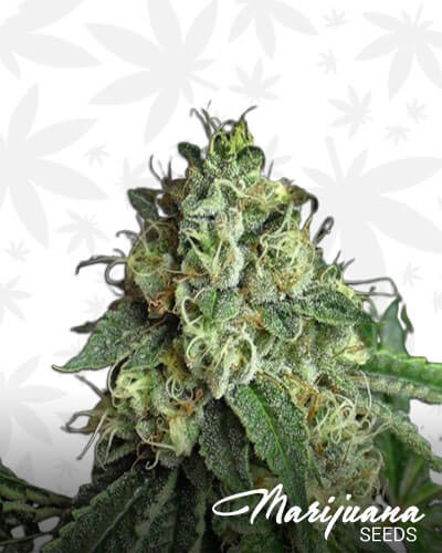 Jesus Strain