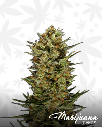 Jilly Dawg Strain