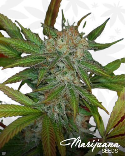 Jillybean Strain