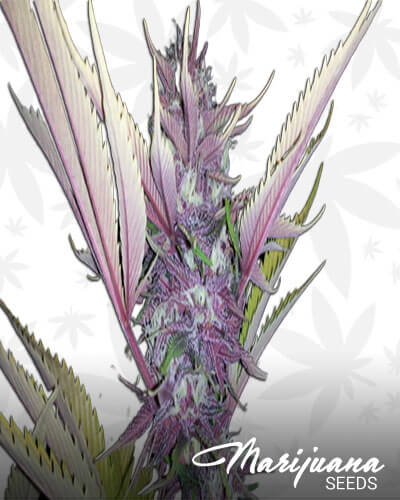 Jimi Hendrix Strain