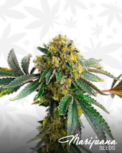 Joe's Dank Strain
