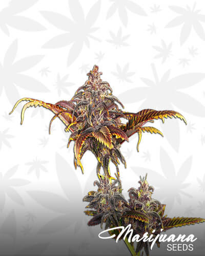Juicy Fruit Strain