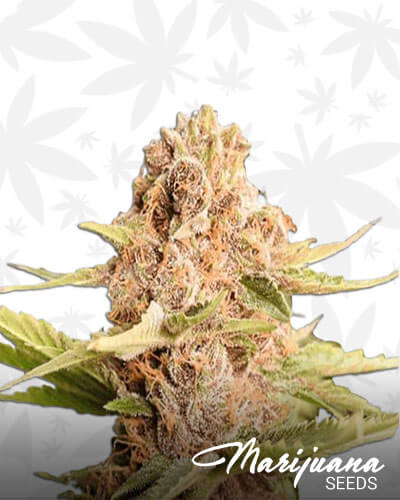 Jungle Scout Cookies