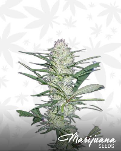 Jungle Spice