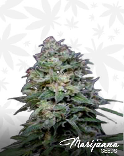 KO Kush