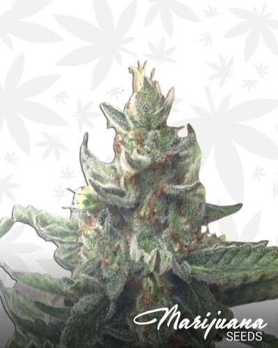 Kaleidos Dope