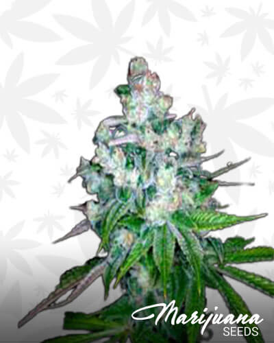 Kandy Kush