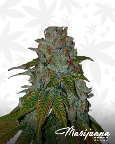 Karma OG