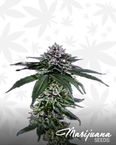 Ken’s Kush
