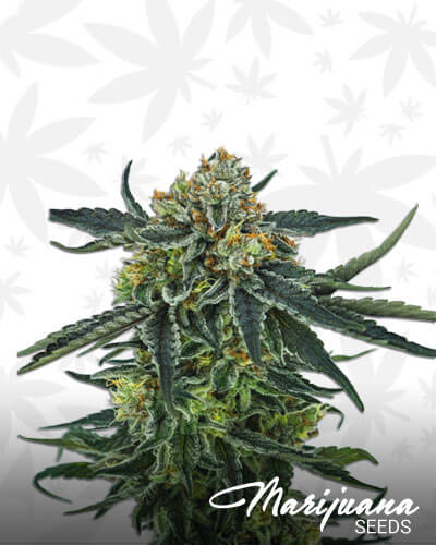 Keystone Kush