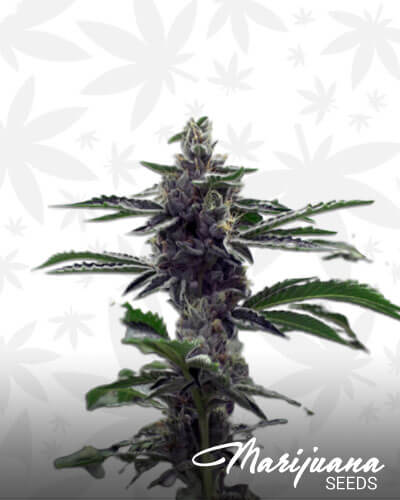 Khalifa Kush