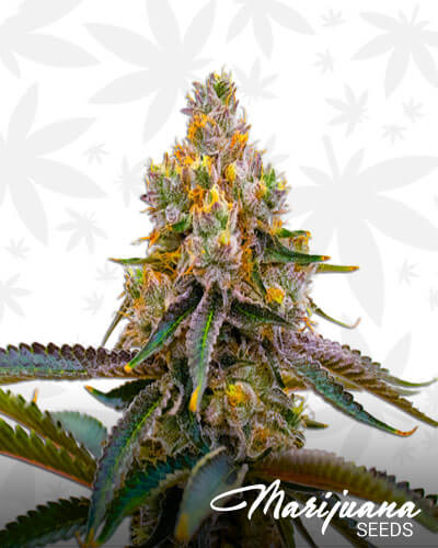 Killer Grape