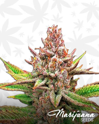 Kimbo Kush