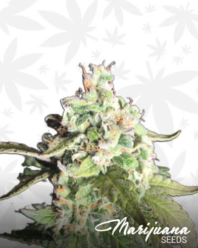 king's cake strain