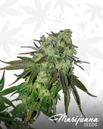 Kosher Choco Kush