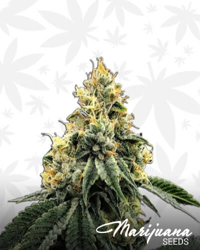 Kosher Dawg