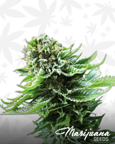Kosher Tangie Kush
