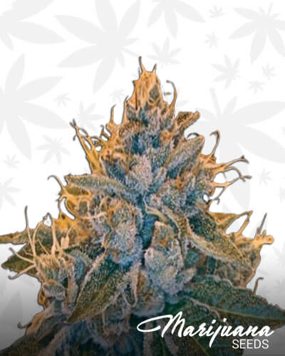 Kosher Tangie