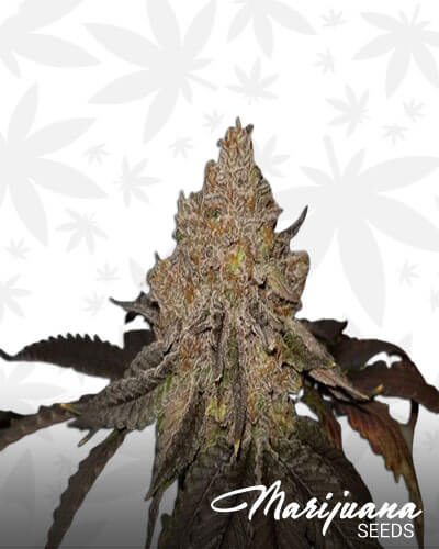 Kush Ben Yamini