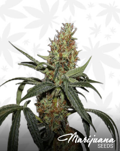 Kush Cleaner