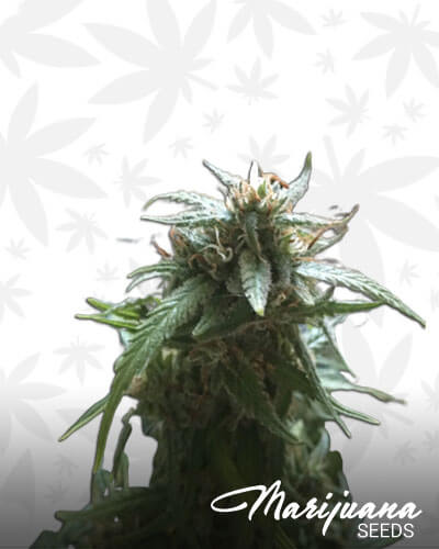 Kush Hemp