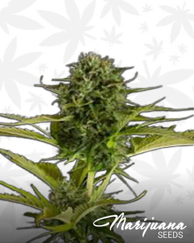Kush N Cheese
