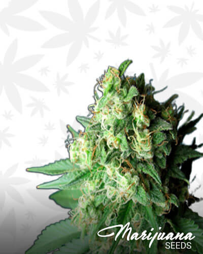 Kush Rise